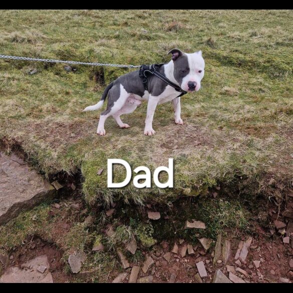 Staffordshire Bull Terrier - Both