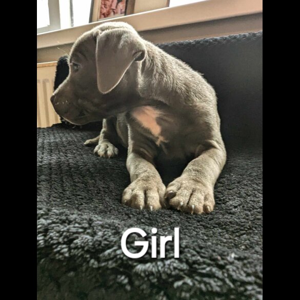 Staffordshire Bull Terrier - Both