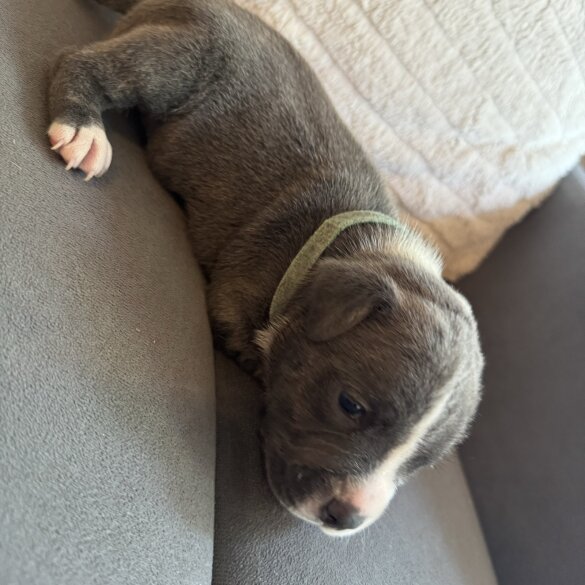 Staffordshire Bull Terrier - Dogs