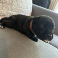 Staffordshire Bull Terrier - Dogs