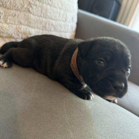 Staffordshire Bull Terrier - Dogs