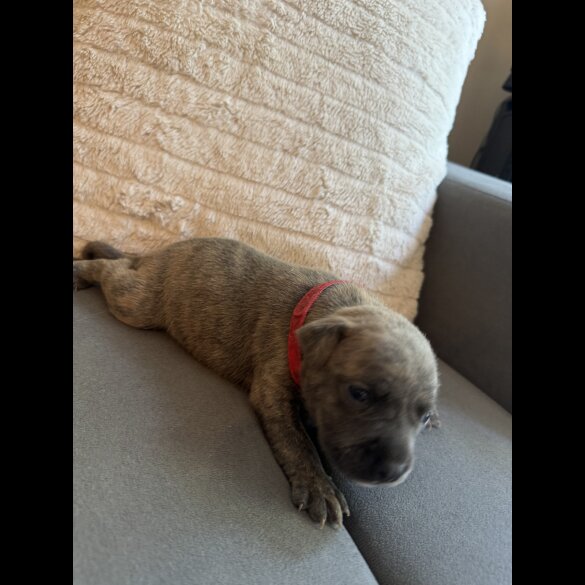 Staffordshire Bull Terrier - Dogs