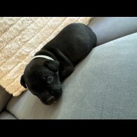 Staffordshire Bull Terrier - Dogs