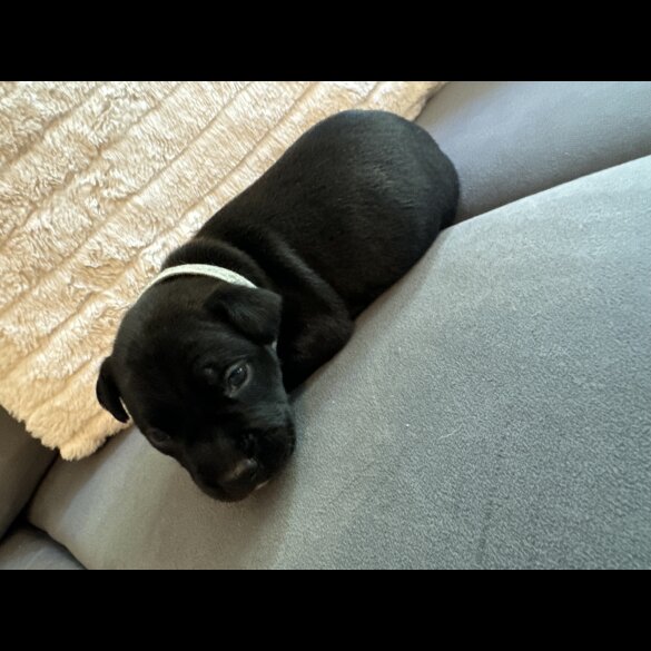 Staffordshire Bull Terrier - Dogs