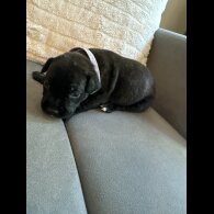 Staffordshire Bull Terrier - Dogs