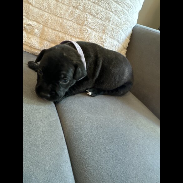 Staffordshire Bull Terrier - Dogs