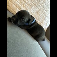 Staffordshire Bull Terrier - Dogs