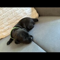 Staffordshire Bull Terrier - Dogs