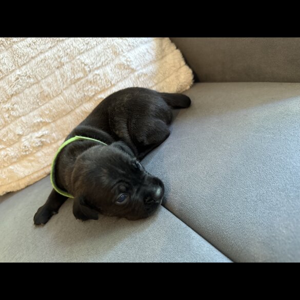 Staffordshire Bull Terrier - Dogs