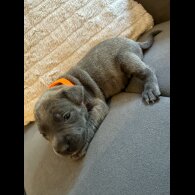 Staffordshire Bull Terrier - Dogs