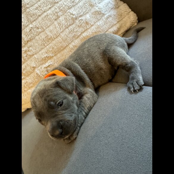 Staffordshire Bull Terrier - Dogs