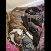 Staffordshire Bull Terrier - Dogs