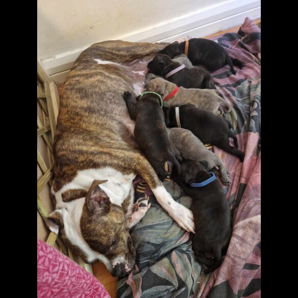 Staffordshire Bull Terrier - Dogs