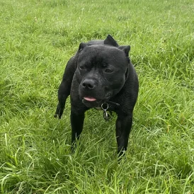 Staffordshire Bull Terrier
