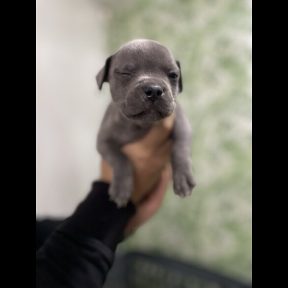 Staffordshire Bull Terrier - Bitches