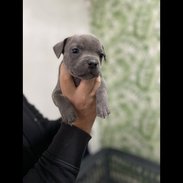 Staffordshire Bull Terrier - Bitches