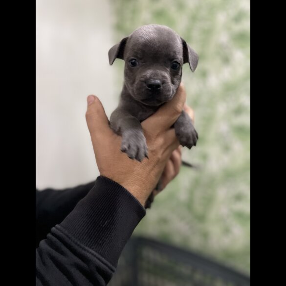 Staffordshire Bull Terrier - Bitches
