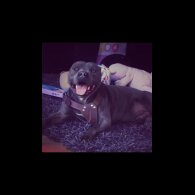 Staffordshire Bull Terrier - Bitches