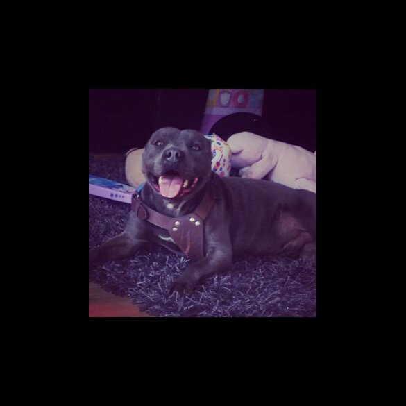 Staffordshire Bull Terrier - Bitches