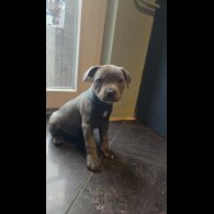 Staffordshire Bull Terrier - Both