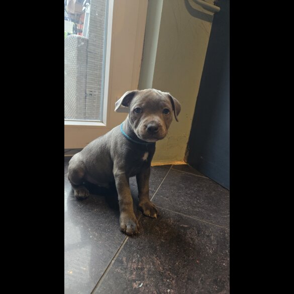 Staffordshire Bull Terrier - Both