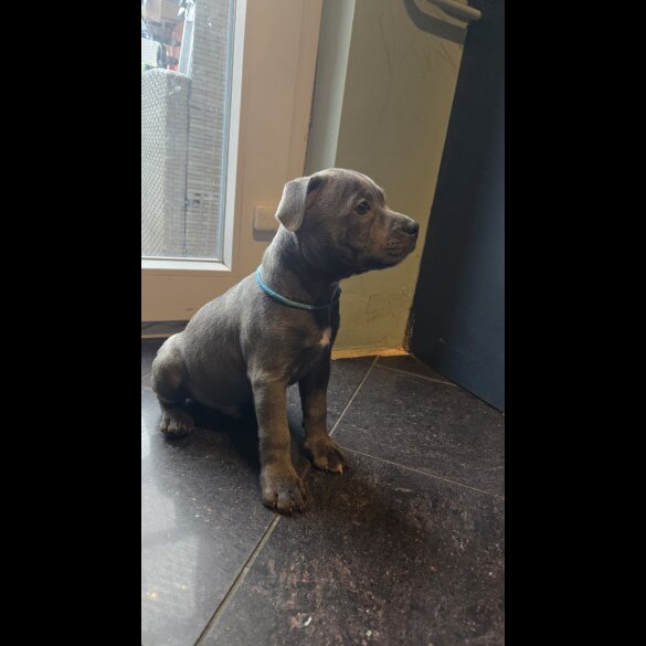 Staffordshire Bull Terrier - Both