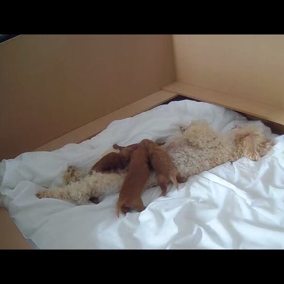 Toy Poodle - Dogs