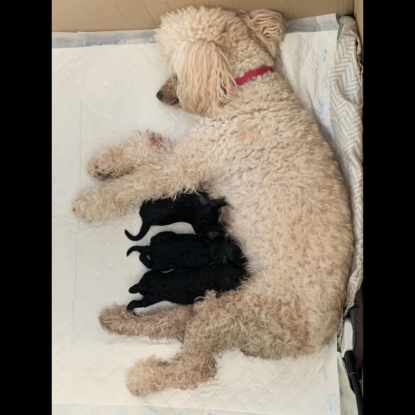 Toy Poodle - Bitches