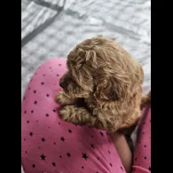 Toy Poodle - Dogs