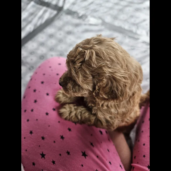 Toy Poodle - Dogs