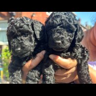 Toy Poodle - Both