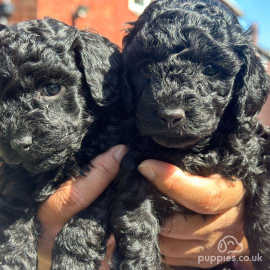 Toy Poodle puppies for Sale near me in Blackburn Lancashire Puppies