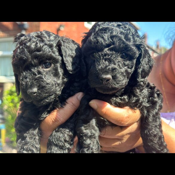 Toy Poodle - Both