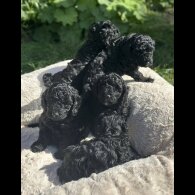 Toy Poodle - Both