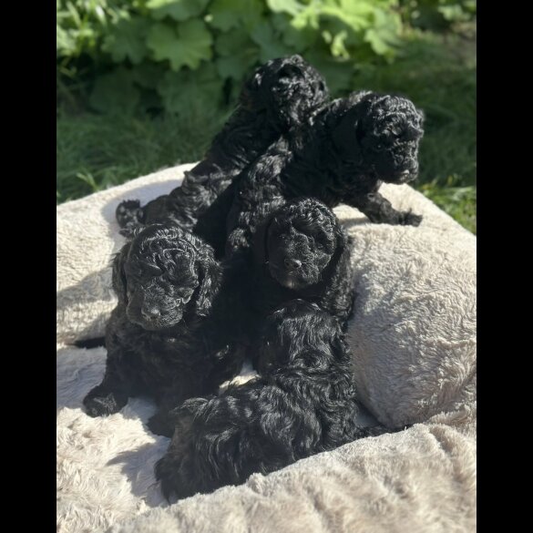 Toy Poodle - Both