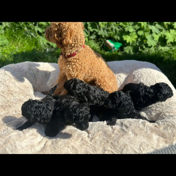 Toy Poodle - Both