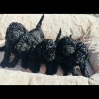 Toy Poodle - Both