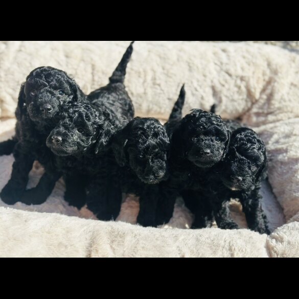 Toy Poodle - Both