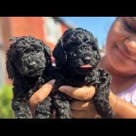 Toy Poodle - Both
