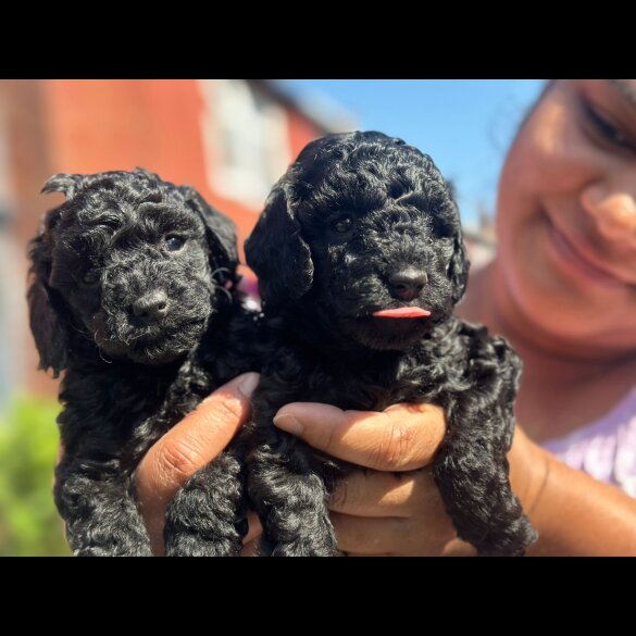 Toy Poodle - Both