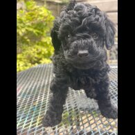 Toy Poodle - Both