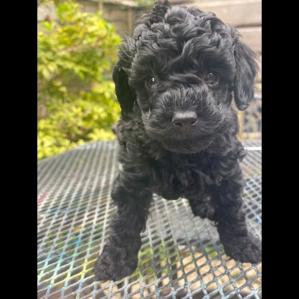 Toy Poodle - Both
