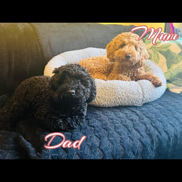 Toy Poodle - Both