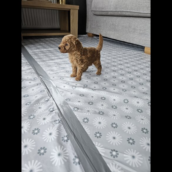 Toy Poodle - Dogs