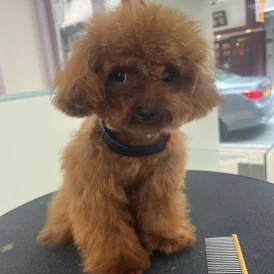 Toy Poodle