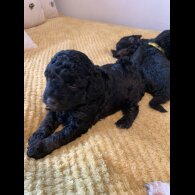 Toy Poodle - Bitches