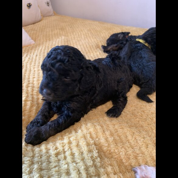 Toy Poodle - Bitches