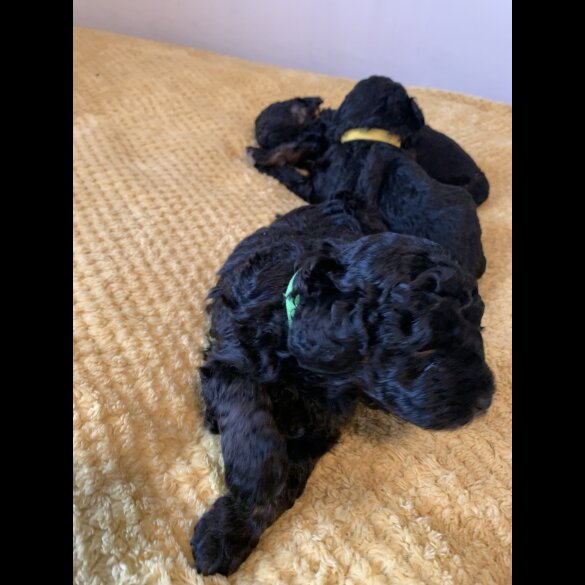 Toy Poodle - Bitches