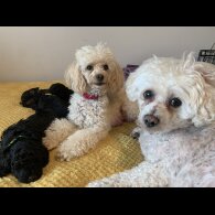 Toy Poodle - Bitches