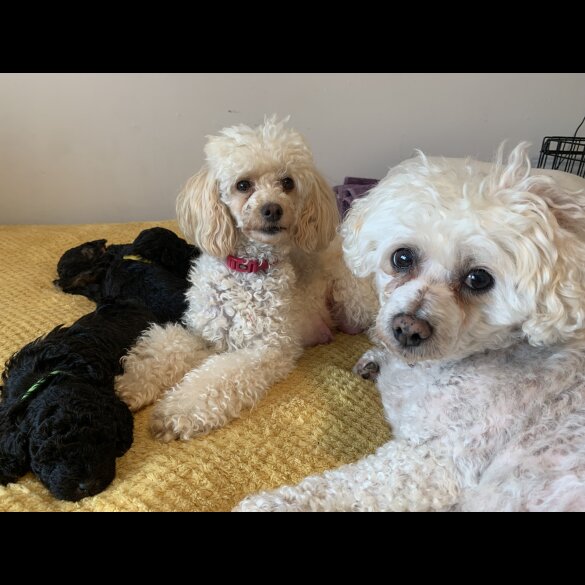 Toy Poodle - Bitches